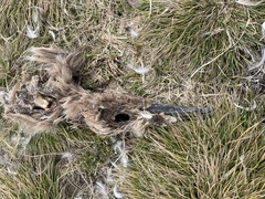 Aptenodytes patagonicus