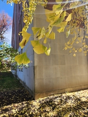 Ginkgo biloba