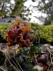 Phaeotremella