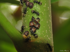 Dolichoderus bispinosus