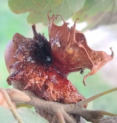 Andricus dentimitratus