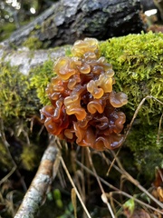 Phaeotremella