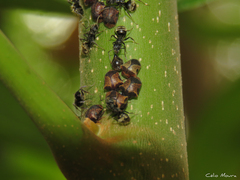 Dolichoderus bispinosus