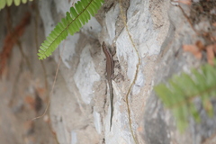 Podarcis vaucheri