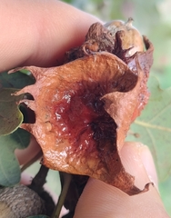 Andricus dentimitratus