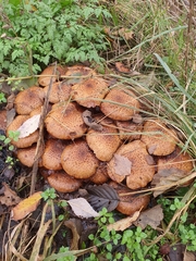 Pholiota squarrosa
