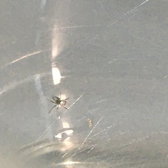 Leucauge