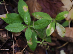 Cerastium holosteoides