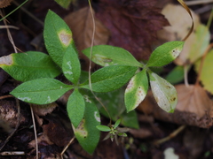 Cerastium holosteoides