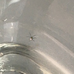 Leucauge