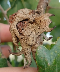 Andricus dentimitratus