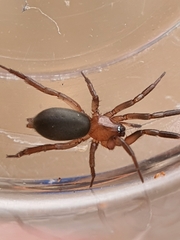 Gnaphosidae