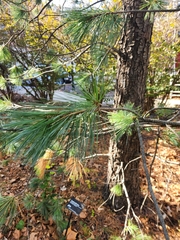 Pinus