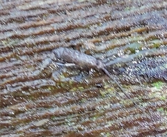 Tomocerinae