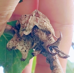 Andricus dentimitratus