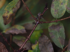 Lonicera caerulea