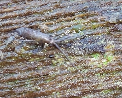 Tomocerinae