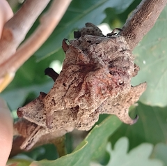 Andricus dentimitratus