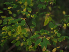 Spiraea