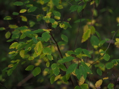 Spiraea