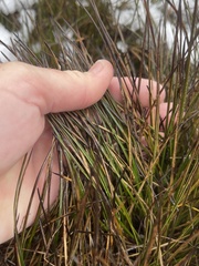 Rostkovia magellanica