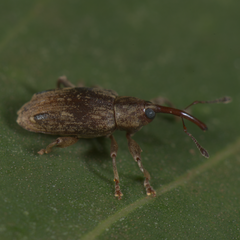 Ceratopus bisignatus