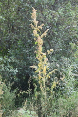 Atriplex hortensis