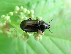 Platycerus caraboides