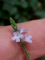 Verbena officinalis