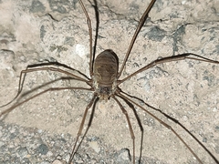 Bunochelis spinifera