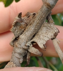 Andricus dentimitratus