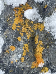 Xanthorioideae