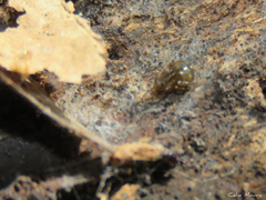 Nesticidae