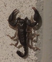Euscorpius