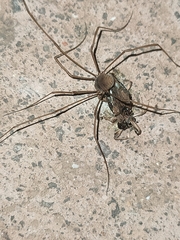 Bunochelis spinifera