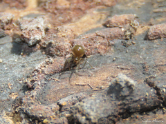 Nesticidae