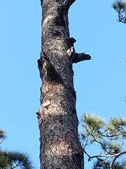 Dendrocopos major canariensis