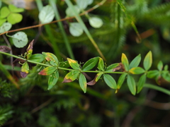 Cruciata glabra krylovii