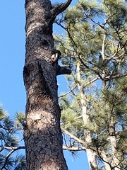 Dendrocopos major canariensis