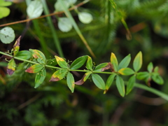 Cruciata glabra krylovii