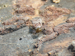 Nesticidae