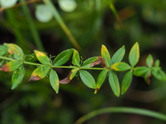 Cruciata glabra krylovii