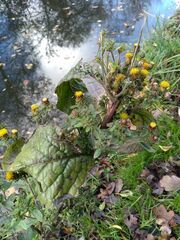 Pentanema squarrosum