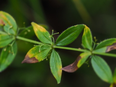 Cruciata glabra krylovii