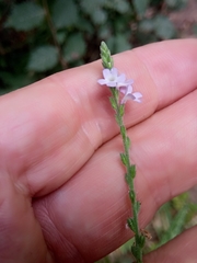 Verbena officinalis