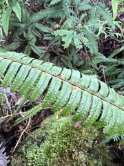 Nephrolepis cordifolia