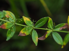 Cruciata glabra krylovii