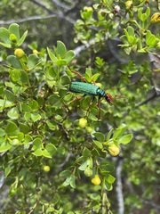 Eupompha fissiceps