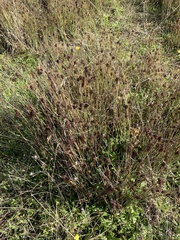 Juncus patens