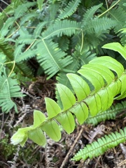 Nephrolepis cordifolia